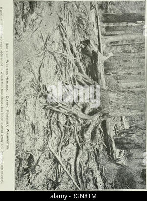 . Bulletin. Les forêts et la foresterie -- United States. Bui. 24, Division de la foresterie, U.S. Dept. of Agr. Tôles II. Veuillez noter que ces images sont extraites de la page numérisée des images qui peuvent avoir été retouchées numériquement pour plus de lisibilité - coloration et l'aspect de ces illustrations ne peut pas parfaitement ressembler à l'œuvre originale.. United States. Division des forêts. Washington : G. P. O. Banque D'Images