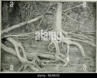 . Bulletin. Les forêts et la foresterie -- United States. Les PARTIES D'UN ARBRE. 9. Fig. 2.-racines de la pruche occidentale. Ce jeune arbre a commencé sur un tombé Ke"l ; ses racines se propager sous la mousse et la litière, et -lorsque le feu s'ils ont été exposés. ()Lyni])ic réserve forestière. Washington.. Veuillez noter que ces images sont extraites de la page numérisée des images qui peuvent avoir été retouchées numériquement pour plus de lisibilité - coloration et l'aspect de ces illustrations ne peut pas parfaitement ressembler à l'œuvre originale.. United States. Division des forêts. Washington : G. P. O. Banque D'Images