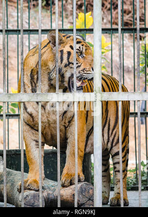 Tigre en cage Banque D'Images