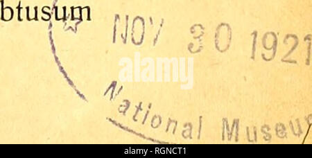 . Bulletin du Jardin botanique de Buitenzorg. Les plantes. Monochapelle DIE VON von JAVA J. J. Smith. Sechster Supplement. * Piatanthera angustata LNDL. Le général et sp. Orch. (1835), 290 ; MlQ. Fl. / Ind. de Bat. Ns, 714 KRZL ; Orch gen. et sp. I (1901), 647 ; J. J. S dans Fl. Buit. VI, orch. (1905) ; 29.-Mecosa Bijdi angustata bl. (1825), 404 ; onglet. fig I. Rhizoma abbreviatum, radieibus carnosis crasse, teretibus. Folia radi- calia erecta, petiolata, ovata annonce ovato-elliptica, breviter acuminata, aiguë, curvinervia reticulato-venosa, costa media précité canaliculata subtus ca- rinata nervo, 1 subconspicuo sulcato subtus Banque D'Images