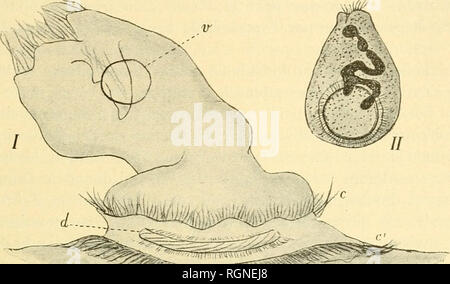 . Bulletin de la Station biologique d'Arcachon. Zoologie. L. CUENOT : FAlhE DU BASSIN D ARCACHON 91 synaptae Urceolaria Cuénot. Description originale dans Revue Biol, nord de la France, t. 3, 1891, p. 289 ; et t. o, 1892, p. 6, sous les noms de Trir/iodiiia ijrlnrh et ('.rla tr/iiiipl;j'. Infusoire vivant dans l'intestin (région absorbante) ùeSi/napla (Galliennei se trouve de la Manche [Gnernsey lloscoff et Herm],, Arcachon), rarement chez Synapta digitata (Arcachon). Il semble bien que cet Urcéolaire a été observé pour la première fois par. Veuillez noter que ces images sont extraites d'un balayage pa Banque D'Images