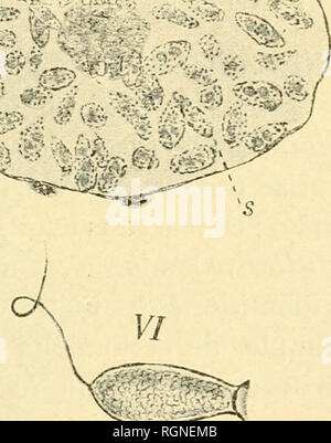 . Bulletin de la Station biologique d'Arcachon. Zoologie. x m. n/ :^ â€/. FiG. 14. Â A'Urospora sijnapUe Evolution : I, coupé de la transversale lacune intes- tinale dorsale, au point oÃ¹ elle s'ai^ouclie avec la lacune des organes gÃ©nitaux ; elle renferme deux jeunes GrÃ©garines, de 2o ^¨tre, de diamÃ accolÃ©es chacune des nations unies à Damas de produits d'excrÃ©tion (r/) ; un des globules sanguins, olO ; x. Il ovitorme, GrÃ©Garine, de a ; [â >â de diamÃ¨tre, enfermÃ©e dans un amas d'amibo cÅlomiques- cytes. Dans une coupe ; X. m'olO, GrÃ©garine vermiforme, libre dans le liquide cÅlomi([ue, longue environ d'un de Banque D'Images