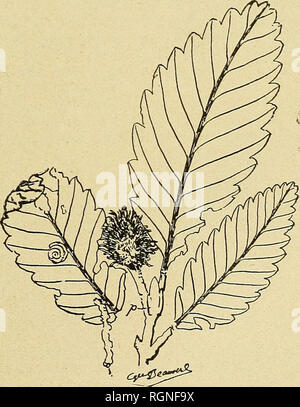 . Bulletin de la SociÃ©tÃ© botanique de¨GenÃ ve. La botanique, la botanique. FAGOPSIS LOKGIFOIJA I. Hollick : inflorescence mÃ"re en syncarpe com- posÃ© ; /'  = prÃ©femlle. Â (d'aprÃ¨s photo- graphie originale obligeamment com- muniquÃ©e par M. le D&gt ;" A. Hollick). espÃ¨ce de plantes connues Ã l'Ã©tat fossile, je n'envisagerai ici que la question de sa parentÃ© avec la famille des FagacÃ©es. Ce groupe, comme il en a dÃ©jÃ Ã©tÃ© question, se caractÃ©- rise par la prÃ©sence d'inflores- cences dichasiales type du dÃ©- fini ; tandis que vues de plus prÃ¨s sous la loupe, les photo- graphies envoyÃ©es p Banque D'Images