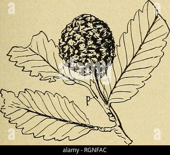 . Bulletin de la SociÃ©tÃ© botanique de¨GenÃ ve. La botanique, la botanique. (2) â¢l.-W. PALIBINE. SUR LE GENRE FAGOPSIS HOLLICK. 197. FAGOPSIS LOKGIFOIJA I. Hollick : inflorescence mÃ"re en syncarpe com- posÃ© ; /'  = prÃ©femlle. Â (d'aprÃ¨s photo- graphie originale obligeamment com- muniquÃ©e par M. le D&gt ;" A. Hollick). espÃ¨ce de plantes connues Ã l'Ã©tat fossile, je n'envisagerai ici que la question de sa parentÃ© avec la famille des FagacÃ©es. Ce groupe, comme il en a dÃ©jÃ Ã©tÃ© question, se caractÃ©- rise par la prÃ©sence d'inflores- cences dichasiales type du dÃ©- fini ; tandis que vues de Banque D'Images