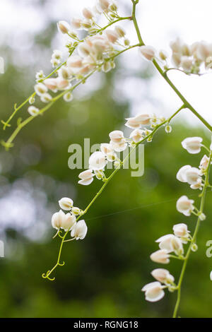 Fleur blanche dans les forêts tropicales Banque D'Images