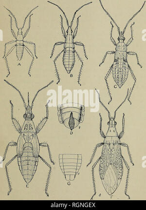 . Bulletin - Maine Poste de l'expérience agricole. L'agriculture ; l'Agriculture. La prairie. 13. Fig. 5. Ferus Reduviolus : A, B, premier stade ; deuxième stade larvaire ; C^ troisième stade ; D, segments génitaux de femmes ; E, cinquième stade larvaire ; F, G ; chez les hommes adultes, les organes génitaux de l'homme. À partir de dessins de l'auteur. (Jour^ Agr. Recherche).. Veuillez noter que ces images sont extraites de la page numérisée des images qui peuvent avoir été retouchées numériquement pour plus de lisibilité - coloration et l'aspect de ces illustrations ne peut pas parfaitement ressembler à l'œuvre originale.. L'Expérience Agricole du Maine. [] Orono Maine Agricu Banque D'Images