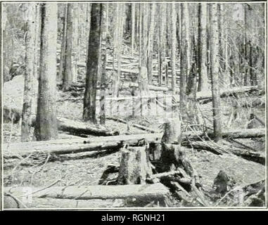 . Bulletin. Les forêts et la foresterie -- United States. 82 L'ABC DE LA FORESTERIE. Une towu de 2 000 habitants.. Fig. 77.-une forêt brûlée près de Monte Cristo dans le Washington Forest Eeserve. pieds planche, et l'argent dans plus de 10 000 000 $. Plusieurs personnes par liundred- fini. Au début de septembre 1881, grands incendies couvert plus de 1 800 milles carrés dans diverses parties du Michigan. La perte estimée, en propriété, en plus de centaines de milliers d'acres de bois précieux, s'élève à plus de 2 300 000. Plus de 5 000 personnes ont été faites j'^indigent, et le nombre de vies perdues est diversement es Banque D'Images