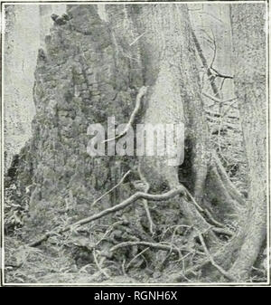 . Bulletin. Les forêts et la foresterie -- United States. 74 Une PKIMER DES FORÊTS.. ravages atteindre des proportions énormes. Ainsi, un ver, qui par la suite se développe en une mouche, a depuis 1882 a tué près de chaque pleine-cultivé le mélèze dans les Adirondacks par rongent les feuilles. (Voir fig. G7.) Même les petits mélèzes vigoureux et n'échappent pas tout à fait, ces attaques. Les conifères, tels que le mélèze et l'épicéa, sont beaucoup plus susceptibles de subir les attaques des insectes que des feuillus. Sur l'année 1S7G petit scolyte becan à tuer les épinettes matures dans les Adirondacks, et dix ans plus tard Banque D'Images