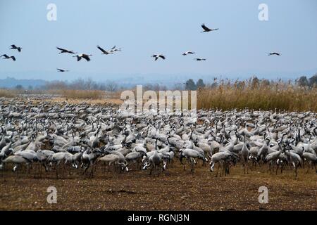 La migration des grues en vallée de Hula Hula, Lake Nature Reserve, Galilée Banque D'Images