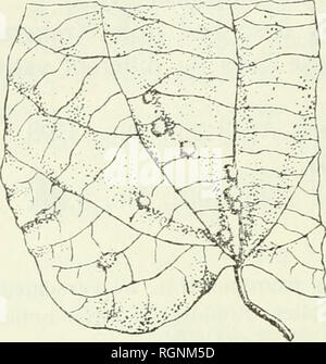 . Bulletin du Jardin botanique de Buitenzorg. -- L'Indonésie ; les plantes. Bulletin 306 Jard. Bot. Buitenzorg, Série 111, Tome IV. Livr. 2.. N° 55. Paederia tomentosa Bl. Une feuille-gall formé par gali une paederiae-gnat : Clinodiplosis KlEFF. Commun sur Java sur Paederiae foetida L. Les deux parties de la feuille sont roulées vers le haut et de longs poils blancs. Le mur de la roU est épais et dur. Sebesy, dans la forêt à environ 400 M du 25 avril 1921, n° 5325. Littérature : D. C. L., J Java no 17, figure 12. N° 56. Pericampylus incanus MiERS. Une feuille-gall causé par une vésicule de la cécidomyie. Ces galles sont mis au point o Banque D'Images