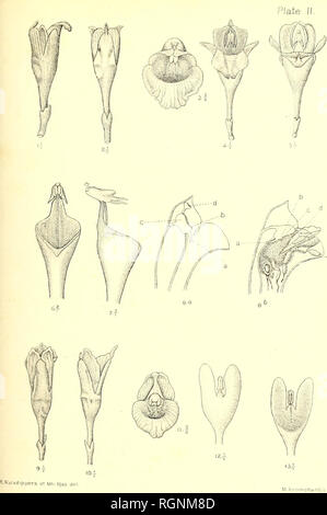 . Bulletin du Jardin botanique de Buitenzorg. Les plantes. . Veuillez noter que ces images sont extraites de la page numérisée des images qui peuvent avoir été retouchées numériquement pour plus de lisibilité - coloration et l'aspect de ces illustrations ne peut pas parfaitement ressembler à l'œuvre originale.. 'S Lands Plantentuin. Buitenzorg [etc. ] Banque D'Images