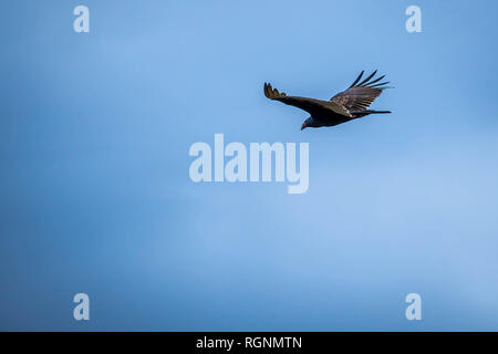 Un grand Urubu dans le parc national des Everglades, en Floride Banque D'Images