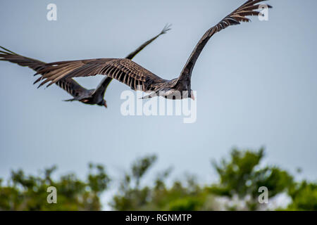 Un grand Urubu dans le parc national des Everglades, en Floride Banque D'Images