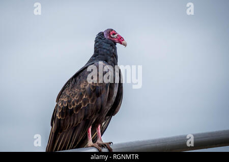 Un grand Urubu dans le parc national des Everglades, en Floride Banque D'Images