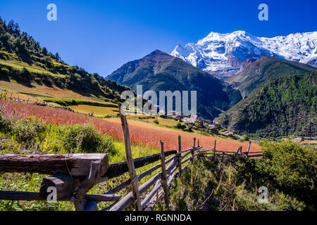 Vue Aérienne Vue panoramique sur le village et alentours agricoles avec les champs d'orge et de sarrasin, le sommet enneigé de l'Annapurna 2 dans la dis Banque D'Images