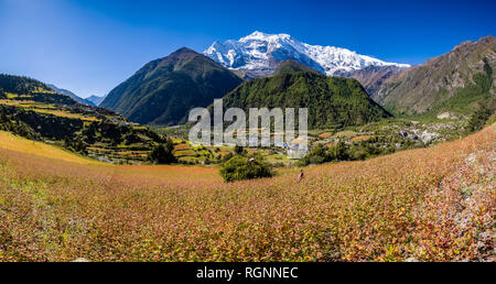 Vue Aérienne Vue panoramique à travers la vallée de l'Upper Marsyangdi au sarrasin et l'orge, le sommet enneigé de l'Annapurna 2 dans la distance Banque D'Images