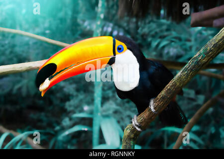 Toco Toucan oiseau posé sur une branche de l'arbre en forêt tropicale avec un morceau de banane dans son bec Banque D'Images