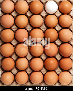 Blanc Brun oeufs de poulet frais en carton contenant isolé sur fond blanc. Vue d'en haut Banque D'Images