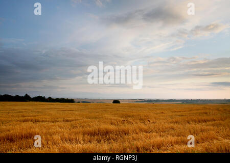 Paysage agricole spectaculaire avec des champs de blé et les nuages, la Bulgarie Banque D'Images