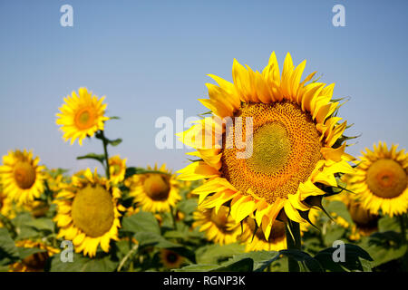 Champ de tournesol bulgare jaune vif Banque D'Images