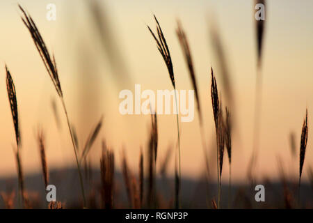 Grass silhouette sur un ciel du soir, Bulgarie Banque D'Images