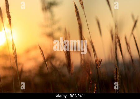 Grass silhouette sur un ciel du soir, Bulgarie Banque D'Images