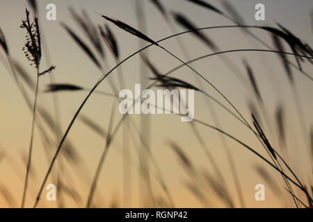 Grass silhouette sur un ciel du soir, Bulgarie Banque D'Images