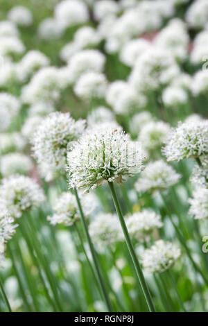 L'allium 'Mont Blanc' à RHS Wisley Gardens. Banque D'Images