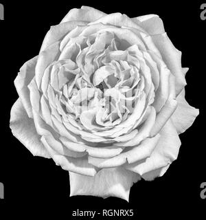 Fine art nature morte fleur macro monochrome image d'une fleur rose en fleurs blanc isolé avec texture détaillées dans vintage style peinture sur noir Banque D'Images