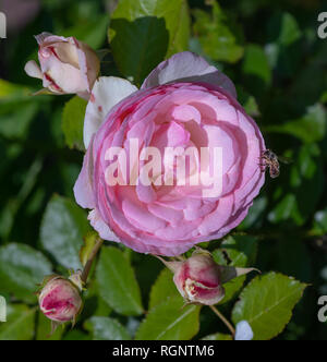 Couleur extérieure avec vue de dessus fleur macro photo d'une jeune wide open blooming rose rose fleur et l'abeille sur fond vert naturel avec bourgeons et les feuilles Banque D'Images