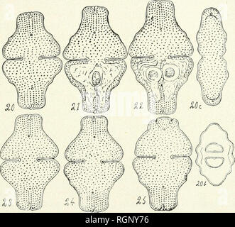 . Bulletin de la Société botanique de Genve. Les plantes ; les plantes -- Suisse. m F. DUCELLIER. AiNSATUM EUASTRUM RALFS 43 4. Var. robustum Ducell. Â Dans la tourbiÃ¨re de Champex, ainsi que sur la boue du fond du lac, Ã quatre mÃ®tres de profondeur, on trouve communÃ©ment Euastrum ONU plus robuste, plus (pic trapu si prÃ©cÃ©dent, mais avec les mÃªmes caractÃ¨gÃ©nÃ©res raux (fig. 20, 21 et 22). Il s'en distingue cependant par la teinte jaune-rose de la membrane plasmique chez les vieux Ã©chantillons et surtout par ses grosses granulations arrondies, parallÃ¨les sur le lobe temporal polaire, irrÃ©guliÃ¨turation disposÃ©es Banque D'Images