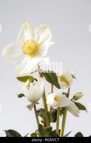 Close-up of a white christmas rose en fleurs Banque D'Images