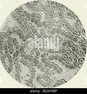 . Bulletin de la Société botanique de Genve. Les plantes ; les plantes -- Suisse. Sif-. Une Fig. D:f f r :&gt ; # * a,* I - J* J ' â¢â ¢'.' ,# â¢Â" .1"* **Â"&gt ;-â ¢. Â. Sif-. C Fig. F. Veuillez noter que ces images sont extraites de la page numérisée des images qui peuvent avoir été retouchées numériquement pour plus de lisibilité - coloration et l'aspect de ces illustrations ne peut pas parfaitement ressembler à l'œuvre originale.. Société botanique de Genve. Genve, [Suisse]  : Société botanique de Genve Banque D'Images