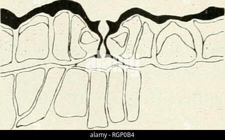 . Bulletin de la Société botanique de Genve. Les plantes ; les plantes -- Suisse. 342 BULLETIN DE LA SOCIÃTÃ BOTANIQUE DE GENÈVE (98) DOBERA GLABRA Juss. Ce qui frappe tout d'abord, c'est que les cellules stomatiques onu are provided radial interval prolongation trà s¨prononcÃ© ; les parties mÃ©dianes des cellules de bordure tendent Ã s'appliquer Tune contre l'autre, elles sont du type Â"IrisÂ" (fig. 122). La couche de cutine, fortement marquÃ©e, constituer. Fig. 1-Ã®. Â Dobera glabra. Sec- tion transversale Ã©quatoriale. deux types de becs, les uns supÃ©rieurs un peu plus dÃ©veloppÃ©s et les autres infÃ©rieurs ; la fe Banque D'Images