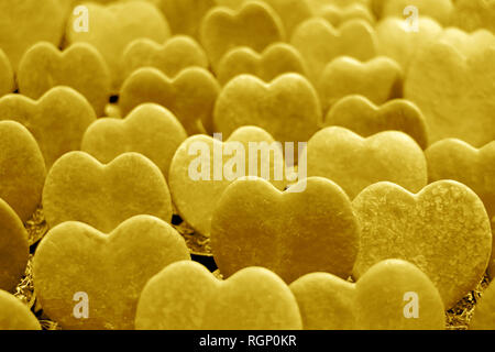 Fermé la queue en forme d'coeur Hoya Kerrii plantes dans un jaune doré pour le fond ou la bannière, Valentine concept Banque D'Images