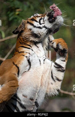 Tiger Tiger, manger des aliments est montrant le comportement de chasse au zoo Banque D'Images