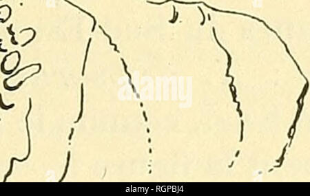 . Bulletin de la SociÃ©tÃ© gÃ©ologique de France. La géologie. Je908 NYMPHEACEES DU SPARNACIEN DES ENVIRONS DE PARIS 4^^ ? NymphÃ©a Marini sp. n. PI. X. iig. 5 Ã 10. C'est parmi les nombreux et beaux matÃ©riaux qui m'ont Ã©tÃ© obligeam- ment remis par M. Marin, directeur d'Ã©cole Ã Chelles, que j'ai ren- contrÃ© les empreintes qui me the de dÃ©crire la troisiÃ me¨NymphÃ©acÃ©e observÃ©e dans les argiles sparnaciennes. Je suis heureux de pouvoir dÃ©dier cette belle espÃ¨ce Ã M. Marin, qui l'a recueillie à Gessoy (Seine-et-Marne). Ce Nympheea est reprÃ©sentÃ© Ã Cessoy par d'assez nombreux fragmen Banque D'Images