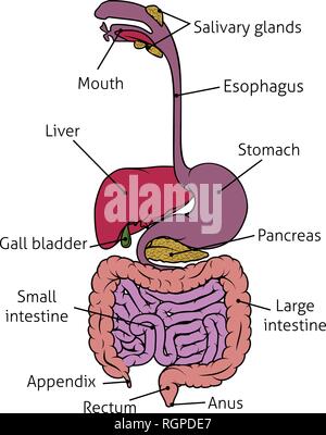 Les droits de l'Appareil digestif Appareil digestif intestin Illustration de Vecteur