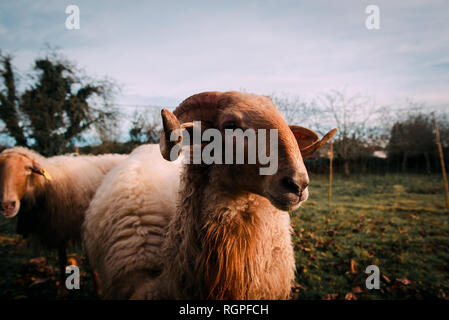 Moutons blancs sur prairie verdoyante près de pâturage d'arbustes en pleine campagne Banque D'Images