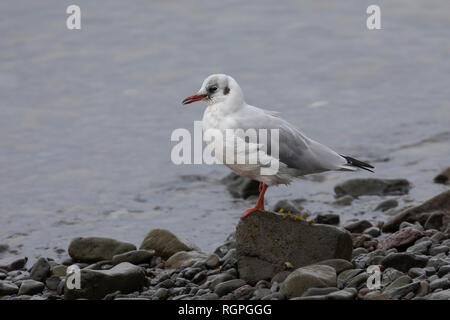 Lachmöwe, Schlichtkleid Winterkleid, im adultes, Lach-Möwe Lachmöve Lach-Möve,,,,, Möve Möwen Möwe, Larus ridibundus, Chroicocephalus ridibundus, noir- Banque D'Images