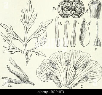 . Bulletin de la Société botanique de Genve. Les plantes ; les plantes -- Suisse. 250 BULLETIN DE LA SOCIÃTÃ BOTANIQUE DE GENÃVE (96) PlantÅ erectae ramosa foliis oppositis ternatim verticillatis pinnatifidis vel, floribus axillaribus pedicellatis bracteolis nullÃ¹,,. Genre un Stemodia calycis lobo postico, corollae lnlto conico, nec, et rotundatis cylindrico lobis, stylo deflexo explanato haud nec amorosi, differt foliis et pinnatifidis. Verena Hassleriana (Ghodat) Minod Stemodia Hassleriana : Chodat, HasslerianÅ PlantÅ, II, dans le Bulletin de l'Herbier Boissier, II, IV (1901), 383. Plante dressÃ©e, robuste Banque D'Images