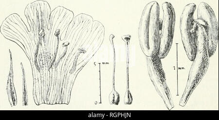 . Bulletin de la Société botanique de Genve. Les plantes ; les plantes -- Suisse. -210 isi LLETIN DE LA SOCIÃTÃ BOTANIQUE DE GENÃVE 56 une trentaine de verticilles. La grandeur des entre-nÅuds trà s¨est variable, mÃªme sur deux Ã©chantillons provenant d'une mÃªme station (par exemple, Hassler, n. 3447). Il nous semble de ce l'aci que la forme de laxiflora Chodat et Hassler, Ã©tablie sur ee seul caractÃ¨re Â"le la longueur des entre-nÅuds, doit Ãªtre abandonnÃ©e. Par contre, les li- s angustifolia et latifolia des mÃªmes auteurs, sont bien dÃ©finies et mÃ©riteraient d'Ãªtre considÃ©rÃ©es (Â ¢(â¢mes de Banque D'Images