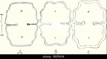 . Bulletin de la Société botanique de Genve. Les plantes ; les plantes -- Suisse. (T&gt;9) J'. DUCELLIER. LA ELORK DESMIDIOLOG1QUE DE LA SUISSE 14.1. Veuillez noter que ces images sont extraites de la page numérisée des images qui peuvent avoir été retouchées numériquement pour plus de lisibilité - coloration et l'aspect de ces illustrations ne peut pas parfaitement ressembler à l'œuvre originale.. Société botanique de Genve. Genve, [Suisse]  : Société botanique de Genve Banque D'Images
