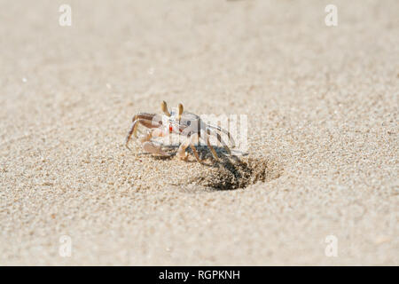 Petit crabe fantôme près du trou sur la plage de sable, en Asie du Sud-Est, le Cambodge Banque D'Images