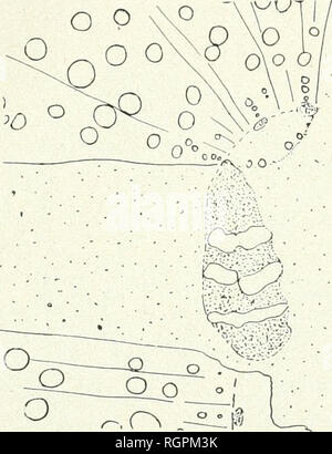 . Bulletin de la Société botanique de Genve. Les plantes ; les plantes -- Suisse. -213 &gt ; R. CHODAT. LA VÉGÉTATION 1)1' LE PARAGUAY divans suivantes, c'est-Ã -dire externes, du liber secondaire stratifiÃ©, ont leurs tubes criblÃ©s, Ã©crasÃ©s (KÃ©ratenchyme), le tissu de dessus le prenant de dilatation. Il j a non seulement des bandes de dilatation tangen- tielles mais sÃ©réparation et morcellement des bandes de libres en les isolant par petits groupes, au moyen de cellules appartenant aux rayons mÃ©dullaires secondaires. Dans la racine non tubÃ©risÃ©e, par exemple avant d'arriver au tuber- cule, le bois esl p Banque D'Images