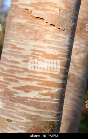 L'écorce de crème et rose de Betula ermanii 'Grayswood Hill', parfois appelé 'Grayswood Erman's Birch Hill', novembre, UK Banque D'Images