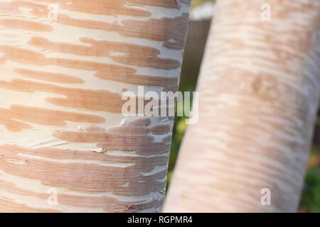 L'écorce de crème et rose de Betula ermanii 'Grayswood Hill', parfois appelé 'Grayswood Erman's Birch Hill', novembre, UK Banque D'Images