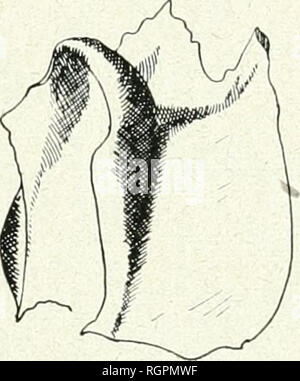 . Bulletin de la Société botanique de Genve. Les plantes ; les plantes -- Suisse. (223) R. CHODAT. LA VÉGÉTATION DU PARAGUAY 177 This espÃ¨ce se comporte en principe comme le Podostemon airiehus. Chod et Vischer, de l'YaguÃ©, niais nous n'avons pas observÃ© chez elles de tiges anciennes. La plante s'Ã©lÃ¨ve Ã peine au dessus de 3-4 cm., y compris les appareils de dissÃ©mination. L'enracinement, le mode de ramification, l'origine ne¨endogÃ des rameaux et des radicelles, la posi- tion des haptÃ¨res sont les mÃªmes dans les deux. Mais ce¨espÃ celte de l'Yguazu est dÃ©bile, les stipules pro Banque D'Images