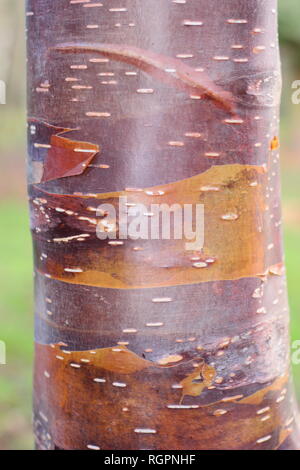 Suppression des tons caramel d'Betuula «Wakehurt utilis Place chocolat", l'écorce de bouleau, un Himalyan hiver, UK Banque D'Images