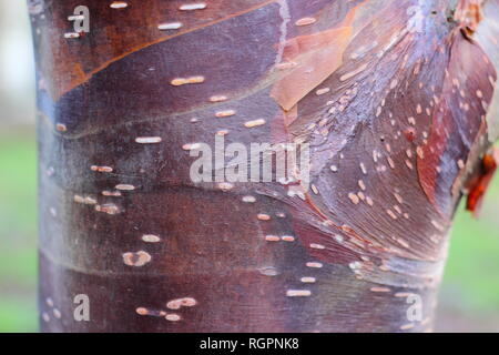 Suppression des tons caramel d'Betuula «Wakehurt utilis Place chocolat", l'écorce de bouleau, un Himalyan hiver, UK Banque D'Images